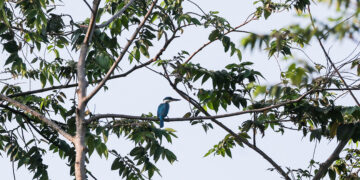 PROVINSI BULACAN, Seekor burung raja udang (kingfisher) terlihat di Provinsi Bulacan, Filipina, pada 4 Oktober 2022. Hari Hewan Sedunia jatuh pada Selasa (4/10). (Xinhua/Rouelle Umali)