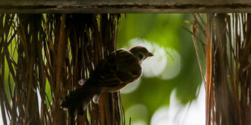 PROVINSI BULACAN, Seekor burung gereja erasia (eurasian tree sparrow) terlihat di Provinsi Bulacan, Filipina, pada 4 Oktober 2022. Hari Hewan Sedunia jatuh pada Selasa (4/10). (Xinhua/Rouelle Umali)