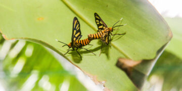 PROVINSI BULACAN, Sejumlah ngengat tawon terlihat di Provinsi Bulacan, Filipina, pada 4 Oktober 2022. Hari Hewan Sedunia jatuh pada Selasa (4/10). (Xinhua/Rouelle Umali)