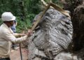 SIEM REAP, Foto tak bertanggal ini menunjukkan seorang pekerja membersihkan patung kepala naga di Siem Reap, Kamboja. Sebuah patung kepala naga dari batu pasir berumur ratusan tahun baru-baru ini ditemukan di daerah sekitar Kuil Tep Pranam di dalam kota kuno Angkor Thom di Taman Arkeologi Angkor yang terkenal di Kamboja, menurut Otoritas Nasional APSARA (APSARA National Authority/ANA) dalam pernyataan pers pada Rabu (5/10). (Xinhua/ANA)