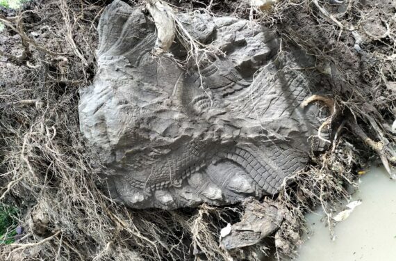 SIEM REAP, Foto tak bertanggal ini menunjukkan patung kepala naga di bawah akar pohon yang tumbang di Siem Reap, Kamboja. Sebuah patung kepala naga dari batu pasir berumur ratusan tahun baru-baru ini ditemukan di daerah sekitar Kuil Tep Pranam di dalam kota kuno Angkor Thom di Taman Arkeologi Angkor yang terkenal di Kamboja, menurut Otoritas Nasional APSARA (APSARA National Authority/ANA) dalam pernyataan pers pada Rabu (5/10). (Xinhua/ANA)