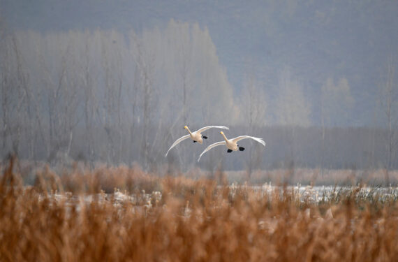 SANMENXIA, Kawanan angsa terbang di atas lahan basah di Sanmenxia, Provinsi Henan, China tengah, pada 22 November 2022. Sejumlah besar angsa migran tiba di lahan basah Sungai Kuning di Sanmenxia untuk menghabiskan musim dingin mereka. (Xinhua/Hao Yuan)