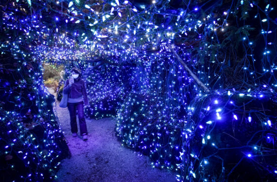 VANCOUVER, Seorang wanita terlihat mengabadikan foto dekorasi cahaya di VanDusen Botanical Garden yang berada di Vancouver, British Columbia, Kanada, pada 25 November 2022. Menampilkan lebih dari satu juta lampu di kebun raya seluas 6,07 hektare itu, "Festival Cahaya" dimulai di Vancouver pada Jumat (25/11). (Xinhua/Liang Sen)