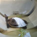 SIEM REAP, Seekor tuntong sungai atau Royal Turtle betina dengan tempurung yang mengalami retak parah mendapat perawatan medis di Pusat Konservasi Keanekaragaman Hayati Angkor (Angkor Center for Conservation of Biodiversity/ACCB) di Provinsi Siem Reap, Kamboja, pada 26 November 2022. Seorang nelayan yang tinggal di sepanjang Sungai Sre Ambel di Provinsi Koh Kong, Kamboja barat daya, baru-baru ini menemukan seekor tuntong sungai, hewan yang hampir punah, dengan tempurung yang mengalami retak parah, menurut sebuah kelompok konservasionis pada Selasa (29/11). (Xinhua/ACCB/Maria Blumm)