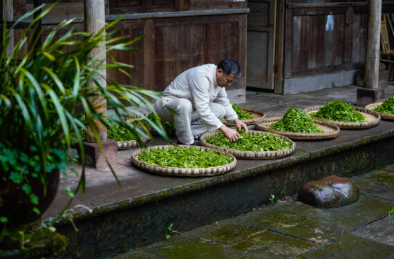 CHENGDU, Zhang Yuehua menjemur daun teh yang baru dipetik di rumah leluhurnya di Distrik Mingshan, Kota Ya'an, Provinsi Sichuan, China barat daya, pada 31 Maret 2022. Zhang, pria kelahiran 1959, merupakan perwakilan pewaris teknik pembuatan teh hijau. Memiliki sejarah panjang budi daya teh, Ya'an merupakan tempat lahirnya teknik pembuatan teh hitam dan teh hijau. Diwariskan dari generasi ke generasi, kedua teknik itu kini terdaftar sebagai warisan budaya takbenda tingkat nasional di China. (Xinhua/Shen Bohan)