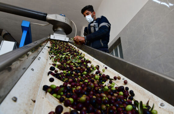 HAMA, Seorang pekerja mengoperasikan mesin untuk memproduksi minyak zaitun di sebuah pabrik minyak yang berlokasi di Hama, Suriah, pada 17 November 2022. (Xinhua/Ammar Safarjalani)
