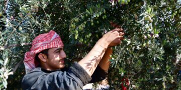 HAMA, Seorang petani memetik buah zaitun di sebuah perkebunan zaitun yang berlokasi di Hama, Suriah, pada 17 November 2022. (Xinhua/Ammar Safarjalani)