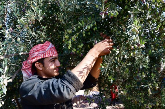HAMA, Seorang petani memetik buah zaitun di sebuah perkebunan zaitun yang berlokasi di Hama, Suriah, pada 17 November 2022. (Xinhua/Ammar Safarjalani)