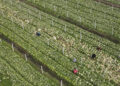 HEFEI, Foto dari udara yang diabadikan pada 3 Desember 2022 ini memperlihatkan para petani sayur memetik sayuran di sebuah basis perkebunan sayuran di Gaodian yang berada di wilayah Feixi, Kota Hefei, Provinsi Anhui, China timur. Para petani sayur sibuk memanen sayuran untuk memasok pasar di tengah gelombang dingin baru-baru ini. (Xinhua/Liu Junxi)