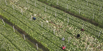 HEFEI, Foto dari udara yang diabadikan pada 3 Desember 2022 ini memperlihatkan para petani sayur memetik sayuran di sebuah basis perkebunan sayuran di Gaodian yang berada di wilayah Feixi, Kota Hefei, Provinsi Anhui, China timur. Para petani sayur sibuk memanen sayuran untuk memasok pasar di tengah gelombang dingin baru-baru ini. (Xinhua/Liu Junxi)