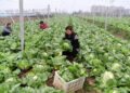 HEFEI, Para petani sayur memetik sayuran di sebuah basis perkebunan sayuran di Gaodian yang berada di wilayah Feixi, Kota Hefei, Provinsi Anhui, China timur, pada 3 Desember 2022. Para petani sayur sibuk memanen sayuran untuk memasok pasar di tengah gelombang dingin baru-baru ini. (Xinhua/Xu Yong)