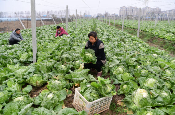 HEFEI, Para petani sayur memetik sayuran di sebuah basis perkebunan sayuran di Gaodian yang berada di wilayah Feixi, Kota Hefei, Provinsi Anhui, China timur, pada 3 Desember 2022. Para petani sayur sibuk memanen sayuran untuk memasok pasar di tengah gelombang dingin baru-baru ini. (Xinhua/Xu Yong)