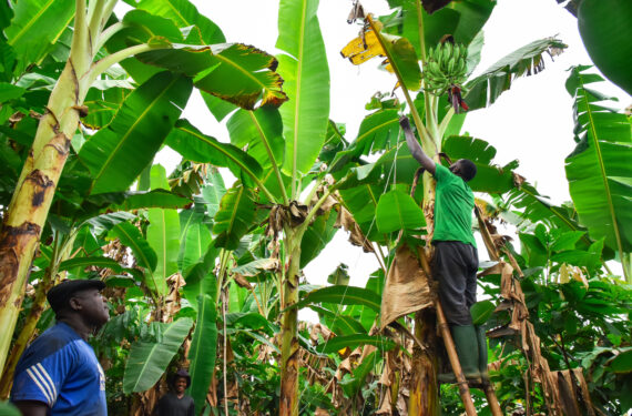 YAOUNDE, Sejumlah orang bekerja di sebuah perkebunan di subdivisi Njombe-Penja di Wilayah Littoral, Kamerun, pada 14 Januari 2023. Dengan sumber daya tanah vulkanik, panas, dan air yang melimpah, subdivisi Njombe-Penja mengembangkan sejumlah perkebunan tempat pisang olahan atau plaintain dapat dipanen sepanjang tahun. (Xinhua/Kepseu)
