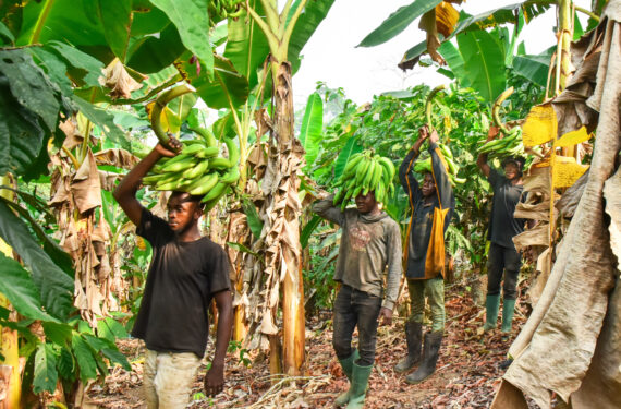 YAOUNDE, Sejumlah orang membawa pisang olahan atau plaintain yang dipanen di sebuah perkebunan di subdivisi Njombe-Penja di Wilayah Littoral, Kamerun, pada 14 Januari 2023. Dengan sumber daya tanah vulkanik, panas, dan air yang melimpah, subdivisi Njombe-Penja mengembangkan sejumlah perkebunan tempat pisang olahan dapat dipanen sepanjang tahun. (Xinhua/Kepseu)