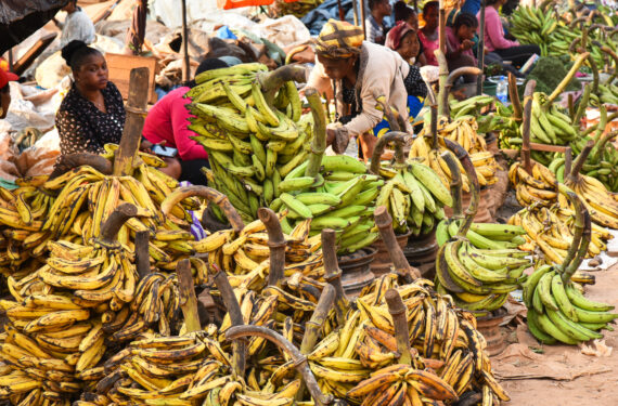 YAOUNDE, Foto yang diabadikan pada 16 Januari 2023 ini memperlihatkan pisang olahan atau plantain dijual di sebuah pasar di Yaounde, Kamerun. Dengan sumber daya tanah vulkanik, panas, dan air yang melimpah, subdivisi Njombe-Penja mengembangkan sejumlah perkebunan tempat pisang olahan dapat dipanen sepanjang tahun. (Xinhua/Kepseu)
