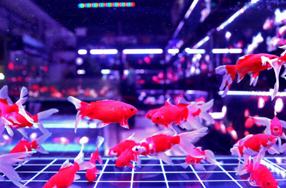 SHENYANG, Ikan hias dipajang untuk dijual di sebuah pasar jelang Festival Musim Semi atau Tahun Baru Imlek di Shenyang, Provinsi Liaoning, China timur laut, pada 19 Januari 2023. (Xinhua/Yao Jianfeng)