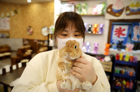 SHENYANG, Seorang pegawai kafe menggendong seekor kelinci peliharaan di sebuah kafe kelinci di Shenyang, ibu kota Provinsi Liaoning, China timur laut, pada 20 Januari 2023. Menjelang Tahun Baru Imlek, yang akan menandai dimulainya Tahun Kelinci, sebuah kafe kelinci di Shenyang mendulang popularitas di kalangan warga lokal. (Xinhua/Yao Jianfeng)