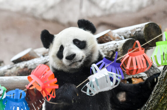 MOSKOW, Panda raksasa Dingding bermain-main dengan dekorasi meriah di Kebun Binatang Moskow di Moskow, ibu kota Rusia, pada 23 Januari 2023. Kebun Binatang Moskow menyiapkan pakan dan dekorasi meriah bagi panda-panda raksasa untuk merayakan Tahun Baru Imlek. (Xinhua/Cao Yang)