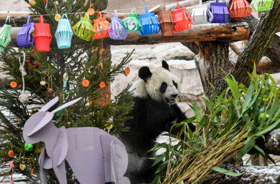 MOSKOW, Panda raksasa Dingding duduk di samping dekorasi meriah di Kebun Binatang Moskow di Moskow, ibu kota Rusia, pada 23 Januari 2023. Kebun Binatang Moskow menyiapkan pakan dan dekorasi meriah bagi panda-panda raksasa untuk merayakan Tahun Baru Imlek. (Xinhua/Cao Yang)