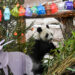 MOSKOW, Panda raksasa Dingding duduk di samping dekorasi meriah di Kebun Binatang Moskow di Moskow, ibu kota Rusia, pada 23 Januari 2023. Kebun Binatang Moskow menyiapkan pakan dan dekorasi meriah bagi panda-panda raksasa untuk merayakan Tahun Baru Imlek. (Xinhua/Cao Yang)