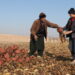 HERAT, Sejumlah petani mengumpulkan buah bit yang dipanen di sebuah ladang di Provinsi Herat, Afghanistan, pada 23 Januari 2023. (Xinhua/Mashal)