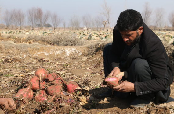 HERAT, Seorang petani membersihkan buah bit yang baru dipanen di sebuah ladang di Provinsi Herat, Afghanistan, pada 24 Januari 2023. (Xinhua/Mashal)