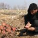 HERAT, Seorang petani membersihkan buah bit yang baru dipanen di sebuah ladang di Provinsi Herat, Afghanistan, pada 24 Januari 2023. (Xinhua/Mashal)
