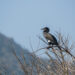 KATHMANDU, Seekor burung kormoran besar terlihat hinggap di sebuah pohon di pinggiran Kathmandu, Nepal, pada 2 Februari 2023. Tanggal 2 Februari diperingati sebagai Hari Lahan Basah Sedunia. (Xinhua/Hari Maharjan)