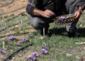 NABLUS, Seorang petani Palestina bernama Jaber Bani Taha mengumpulkan bunga safron di sebuah perkebunan di Kota Nablus, Tepi Barat, pada 2 Desember 2022. Jaber Bani Taha, seorang warga Nablus yang berbasis di Palestina, berhasil meninggalkan jejak dalam budi daya safron berkat terobosannya sebagai petani pertama yang membudidayakan safron di Tepi Barat. (Xinhua/Ayman Nobani)