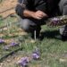 NABLUS, Seorang petani Palestina bernama Jaber Bani Taha mengumpulkan bunga safron di sebuah perkebunan di Kota Nablus, Tepi Barat, pada 2 Desember 2022. Jaber Bani Taha, seorang warga Nablus yang berbasis di Palestina, berhasil meninggalkan jejak dalam budi daya safron berkat terobosannya sebagai petani pertama yang membudidayakan safron di Tepi Barat. (Xinhua/Ayman Nobani)