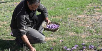 NABLUS, Seorang petani Palestina bernama Jaber Bani Taha memetik bunga safron di sebuah perkebunan di Kota Nablus, Tepi Barat, pada 2 Desember 2022. Jaber Bani Taha, seorang warga Nablus yang berbasis di Palestina, berhasil meninggalkan jejak dalam budi daya safron berkat terobosannya sebagai petani pertama yang membudidayakan safron di Tepi Barat. (Xinhua/Ayman Nobani)