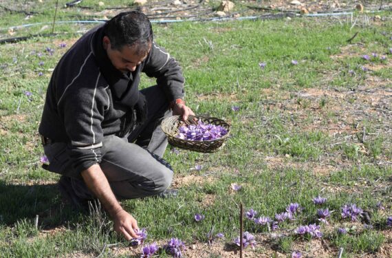 NABLUS, Seorang petani Palestina bernama Jaber Bani Taha memetik bunga safron di sebuah perkebunan di Kota Nablus, Tepi Barat, pada 2 Desember 2022. Jaber Bani Taha, seorang warga Nablus yang berbasis di Palestina, berhasil meninggalkan jejak dalam budi daya safron berkat terobosannya sebagai petani pertama yang membudidayakan safron di Tepi Barat. (Xinhua/Ayman Nobani)