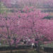 XIAMEN, Sejumlah wisatawan menikmati kecantikan bunga sakura di sebuah kebun teh di Distrik Xiang'an yang terletak di Xiamen, Provinsi Fujian, China tenggara, pada 4 Februari 2023. (Xinhua/Zeng Demeng)
