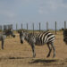 LAIKIPIA, Kawanan zebra terlihat di cagar alam Ol Pejeta Conservancy di wilayah Laikipia, Kenya, pada 4 Februari 2023. (Xinhua/Han Xu)