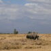 LAIKIPIA, Seekor badak hitam terlihat di cagar alam Ol Pejeta Conservancy di wilayah Laikipia, Kenya, pada 4 Februari 2023. (Xinhua/Han Xu)
