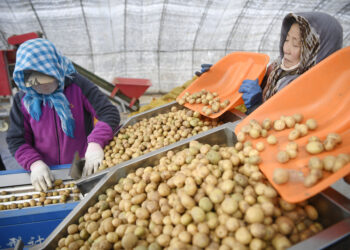 YINCHUAN, Sejumlah staf menyortir kentang di sebuah pusat pembudidayaan kentang di wilayah Xiji, Daerah Otonom Etnis Hui Ningxia, China barat laut, pada 2 Maret 2023. (Xinhua/Wang Peng)