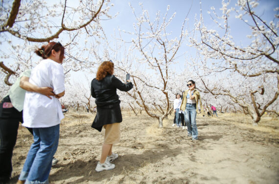 TURPAN, Sejumlah wisatawan berfoto di antara bunga aprikot yang bermekaran di wilayah Toksun, Turpan, Daerah Otonom Uighur Xinjiang, China barat laut, pada 18 Maret 2023. Festival bunga aprikot Turpan dimulai di Turpan pada Sabtu (18/3). (Xinhua/Hao Zhao)