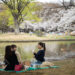 TOKYO, Sejumlah pengunjung berpiknik pada hari ekuinoks musim semi di Taman Yoyogi di Tokyo, Jepang, pada 21 Maret 2023. (Xinhua/Zhang Xiaoyu)
