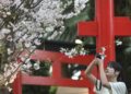SINGAPURA, Seorang pengunjung memotret bunga sakura yang bermekaran di Sakura 2023, sebuah festival yang dipersembahkan untuk bunga musiman itu yang digelar di Flower Dome di Gardens by the Bay, Singapura, pada 24 Maret 2023. (Xinhua/Then Chih Wey)