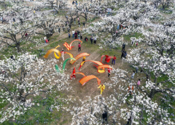 SUZHOU, Foto dari udara yang diabadikan pada 26 Maret 2023 ini menunjukkan sejumlah wisatawan menyaksikan pertunjukan rakyat di sebuah kebun pir di wilayah Dangshan, Kota Suzhou, Provinsi Anhui, China timur. Pohon-pohon pir di wilayah Dangshan belum lama ini mulai dipenuhi bunga-bunga yang bermekaran. Berbagai kegiatan pun digelar di kebun pir tersebut untuk menarik wisatawan. (Xinhua/Cui Meng)