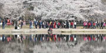 BEIJING, Para wisatawan menikmati pemandangan bunga sakura yang bermekaran di Taman Yuyuantan di Beijing, ibu kota China, pada 29 Maret 2023. (Xinhua/Yin Dongxun)
