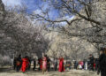 AKTO, Para wisatawan menyaksikan upacara pernikahan tradisional di Desa Bahrigzi yang terletak di Tar Tajik, wilayah Akto, Daerah Otonom Uighur Xinjiang, China barat laut, pada 28 Maret 2023. Tar Tajik, yang berlokasi di pedalaman Pegunungan Kunlun, merupakan salah satu desa yang termasuk ke dalam bagian penting pariwisata pedesaan nasional di wilayah Akto, Daerah Otonom Uighur Xinjiang, China barat laut. Seiring menghangatnya cuaca, bunga-bunga aprikot bermekaran di desa itu. Pemandangan alam yang luar biasa dan adat istiadat rakyat setempat yang unik menarik banyak wisatawan. Dalam beberapa tahun terakhir, pemerintah daerah menggenjot pembangunan infrastruktur, mengembangkan pariwisata pedesaan sesuai kondisi setempat, serta meningkatkan pendapatan para petani dan penggembala. (Xinhua/Hu Huhu)