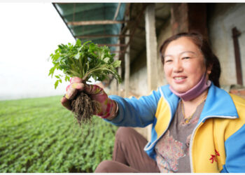 HARBIN, 12 Maret, 2023 (Xinhua) -- Seorang penduduk desa memegang bibit tomat di sebuah rumah kaca di Desa Wanxing yang terletak di Changqing, Jiamusi, Provinsi Heilongjiang, China timur laut, pada 9 Maret 2023. Di Provinsi Heilongjiang, kendati suhu masih rendah di awal musim semi, penduduk desa memanfaatkan rumah kaca untuk mendorong efisiensi produksi pertanian dan meningkatkan pendapatan mereka. (Xinhua/Wang Jianwei)