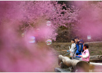 CHANGNING, China, 4 Maret, 2023 (Xinhua) -- Anak-anak bersukaria di bawah pohon bunga sakura yang bermekaran di Luoqiao, Changning, Provinsi Hunan, China tengah, pada 4 Maret 2023. (Xinhua/Zhao Zhongzhi)