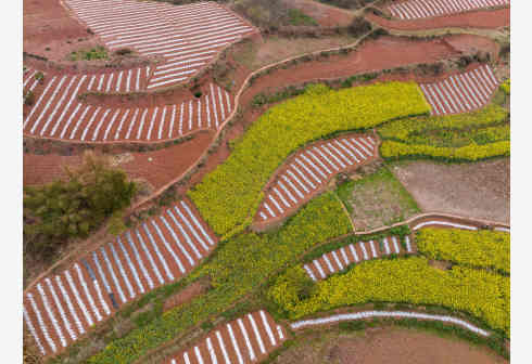 RONGXIAN, China, 12 Maret, 2023 (Xinhua) -- Foto dari udara yang diabadikan pada 11 Maret 2023 ini menunjukkan pemandangan lahan pertanian di Desa Tiangongmiao di Lede, wilayah Rongxian, Provinsi Sichuan, China barat daya. (Xinhua/Jiang Hongjing)