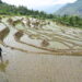 SANMING, Foto yang diabadikan pada 24 Mei 2023 ini memperlihatkan sebuah sawah terasering di Lianhe, wilayah Youxi, Provinsi Fujian, China tenggara. (Xinhua/Lin Shanchuan)