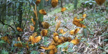 HONGHE, Sekawanan kupu-kupu terlihat di lembah kupu-kupu di Prefektur Otonom Etnis Hani dan Yi Honghe, Provinsi Yunnan, China barat daya, pada 24 Mei 2023. Puluhan juta kupu-kupu telah keluar dari kepompong di lembah kupu-kupu tersebut, menyuguhkan pemandangan yang begitu menakjubkan. (Xinhua/Cui Wen)