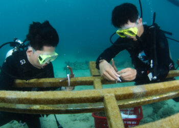LINGSHUI, Para penyelam melakukan transplantasi terumbu karang di perairan Pulau Fenjiezhou di Provinsi Hainan, China selatan, pada 27 Mei 2023. (Xinhua/Yang Guanyu)