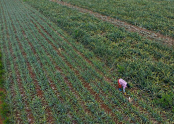 ZHANJIANG, Foto dari udara yang diabadikan pada 26 Mei 2023 ini menunjukkan seorang petani bekerja di ladang nanas yang terletak di Qujie, wilayah Xuwen di Kota Zhanjiang, Provinsi Guangdong, China selatan. Wilayah Xuwen merupakan produsen utama nanas, dengan area penanaman seluas lebih dari 350.000 mu (23.333 hektare). (Xinhua/Mao Siqian)