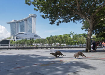 SINGAPURA, Berang-berang berbulu halus berkeliaran di sekitar area Marina Bay, Singapura, pada 2 Mei 2023. Hari Berang-Berang Sedunia, hari spesial yang diperingati untuk meningkatkan kesadaran tentang berang-berang dan perlindungannya, tahun ini jatuh pada Rabu (31/5). (Xinhua/Then Chih Wey)